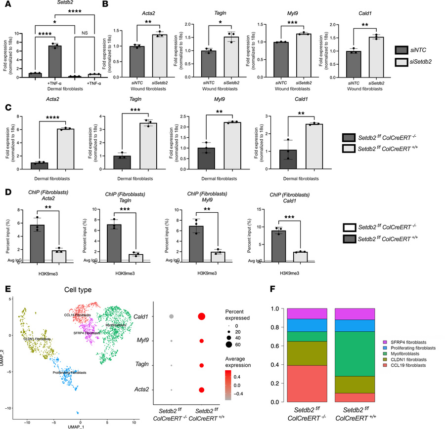 SETDB2-deficient fibroblasts express increased myofibroblast genes.
(A) ...