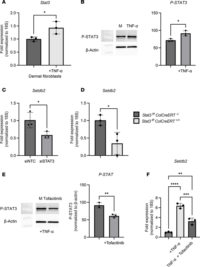 
Setdb2 expression is upregulated by TNF-α via JAK1,3/STAT3 signaling.
(...