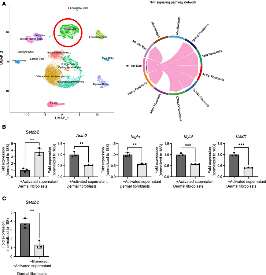 Pro-inflammatory macrophages drive Setdb2 expression in fibroblasts.
(A)...