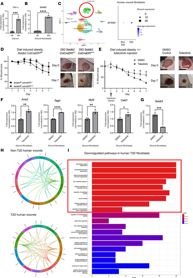 TNF-α signaling is higher in diabetic wounds, driving Setdb2 expression....
