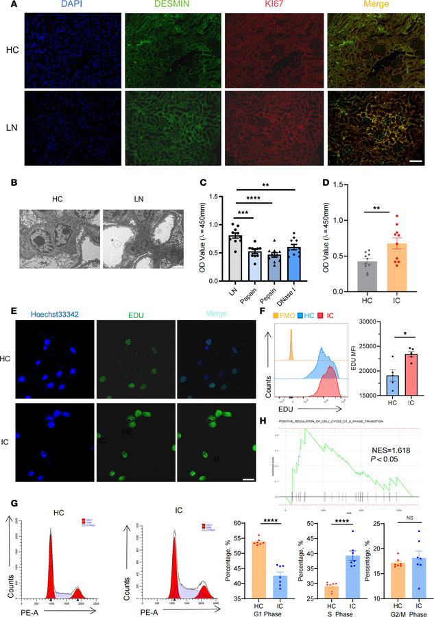 DNA-IC promotes excessive proliferation of MCs.
(A and B) Humanized chim...