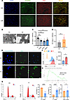 DNA-IC promotes excessive proliferation of MCs.