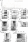 PBX1 lactylation controls its ubiquitination in MCs.
