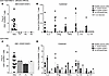 Defect in Candida-specific T cell response by P1’s CD4+ T cells.
