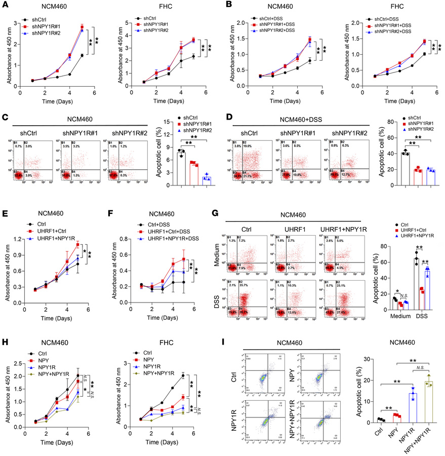 NPY1R activation antagonizes UHRF1-mediated protection in IECs.
(A) Prol...