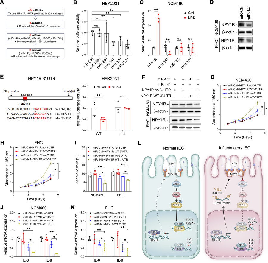 miR-141 attenuates NPY1R-induced IEC damage and inflammation.
(A) Workfl...