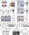 UHRF1 represses NPY1R expression through promoter methylation in IECs.