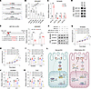 miR-141 attenuates NPY1R-induced IEC damage and inflammation.
