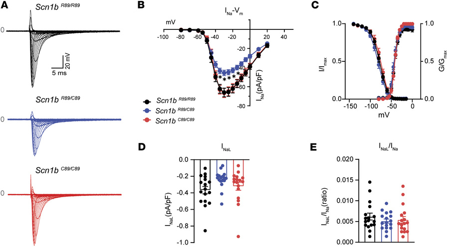 Sodium current (INa) properties of acutely isolated Scn1bR89/R89, Scn1bR...