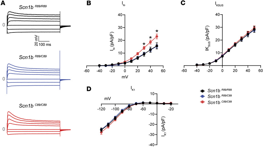 Recordings of Ito, IKSUS, and IK1 in acutely isolated P18–P25 mouse CMs....