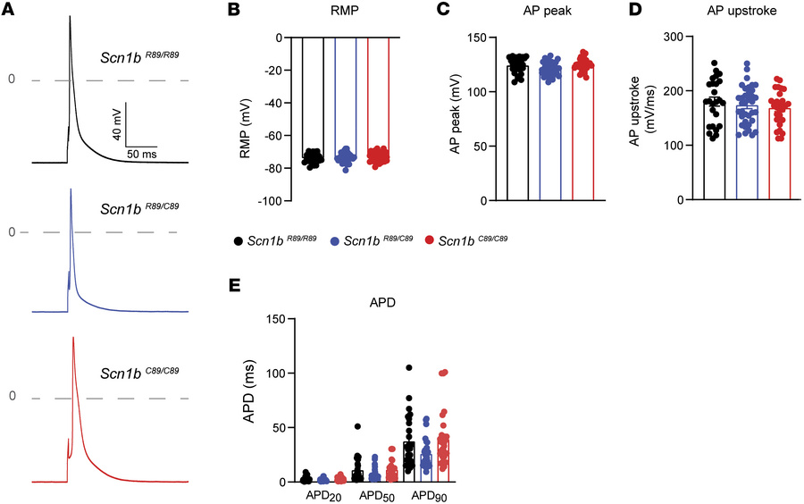 AP properties of acutely isolated P18–P25 Scn1bR89/R89, Scn1bR89/C89, an...