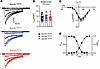 ICaL properties of acutely isolated P18–P25 Scn1bR89/R89, Scn1bR89/C89, and