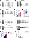 Electrophysiological assessment of cardiac arrhythmias in P18–P25 Scn1bR89/
