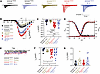 Transient and persistent INa are increased in patient iPSC-CMs.