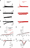IK and ICaL properties of control and Pt. 1 iPSC-CMs.