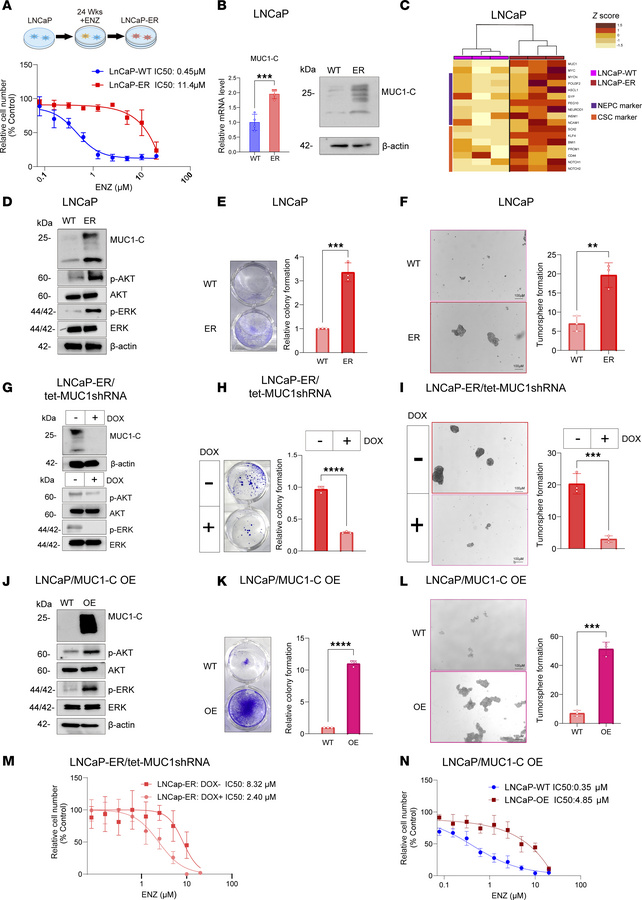 LNCaP-ER cells are dependent on MUC1-C for ENZ resistance and self-renew...