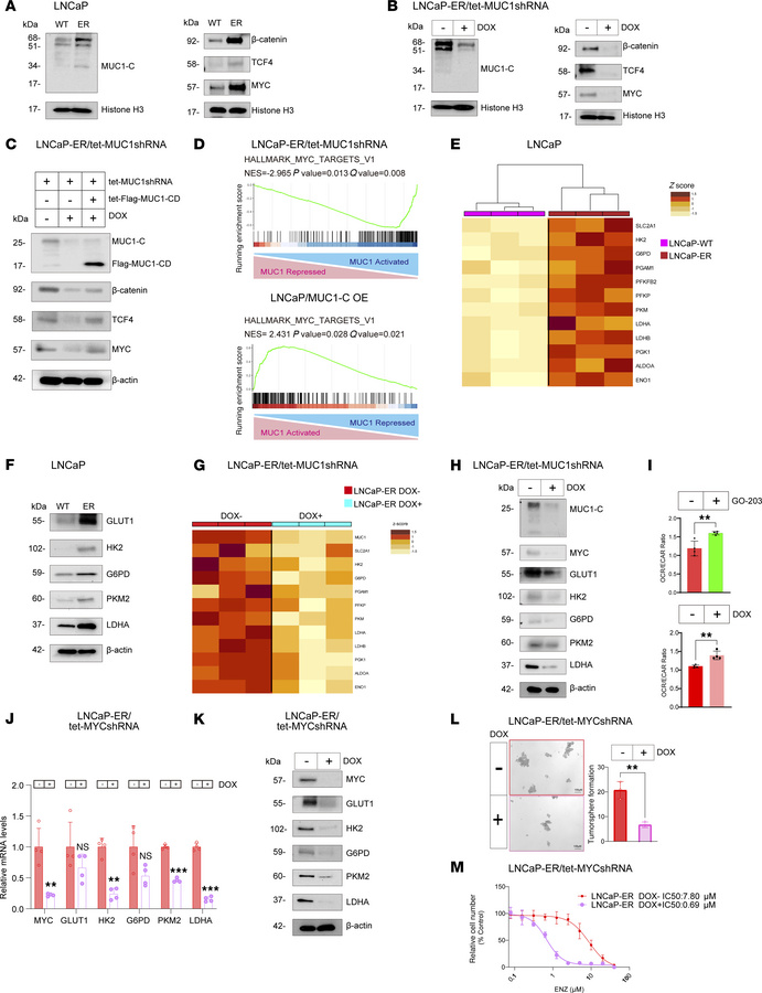 MUC1-C/MYC pathway regulates aerobic glycolysis, ENZ resistance, and the...
