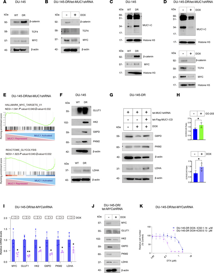 DU-145-DR cells are dependent on the MUC1-C/MYC axis for regulation of g...