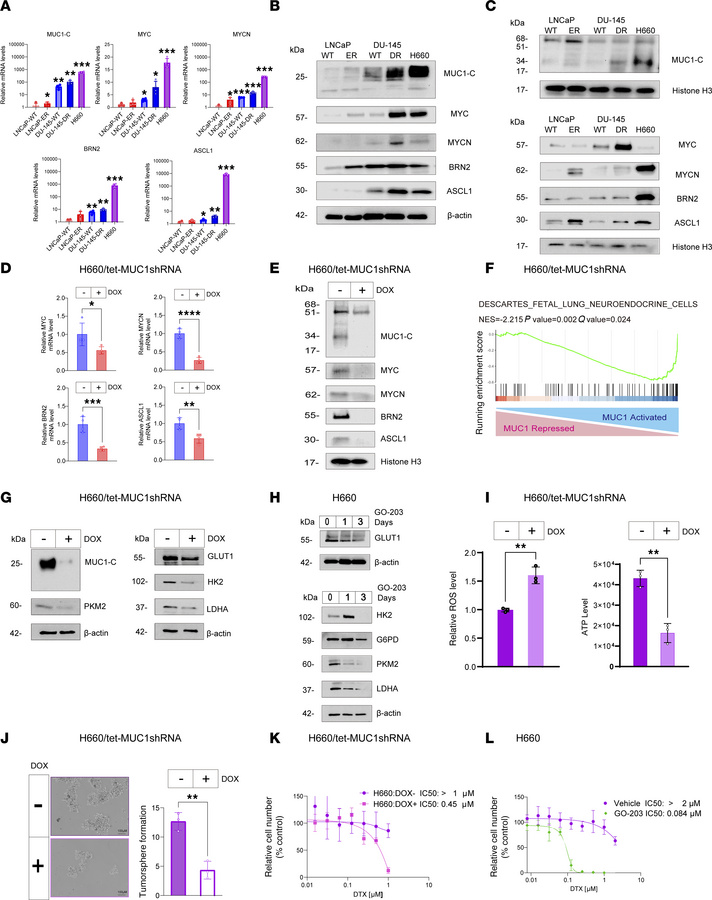 MUC1-C regulates redox balance, the NE phenotype, and drug resistance in...