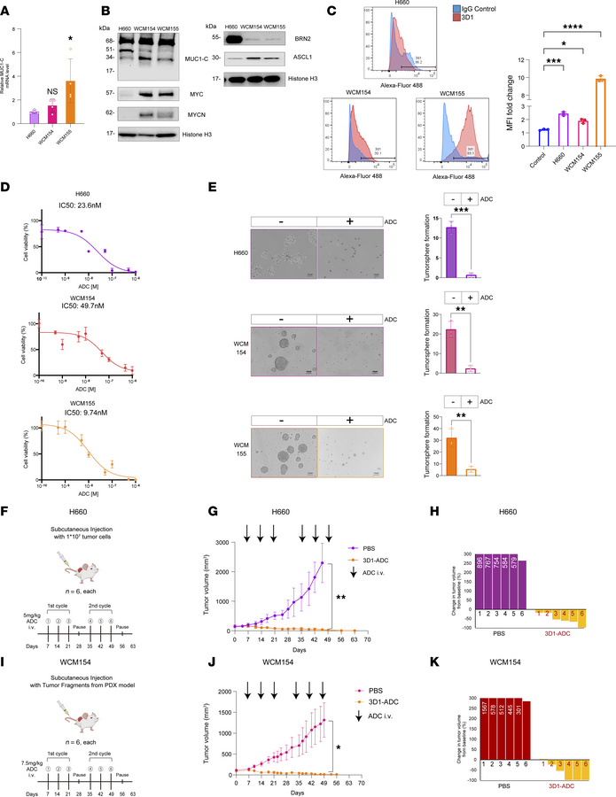 Targeting MUC1-C with an ADC is effective against t-NEPC cells growing i...