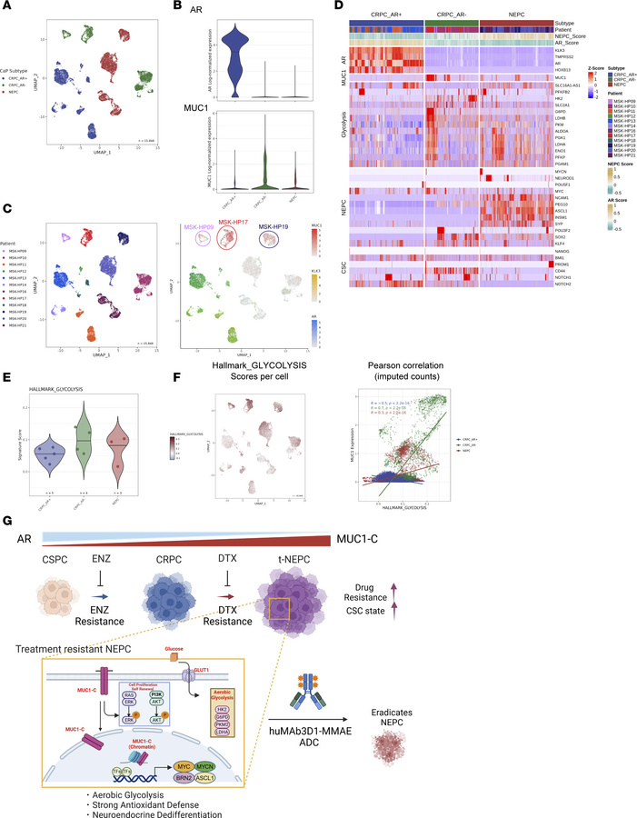 Analysis of scRNA-Seq data derived from treatment-resistant CRPCs and NE...