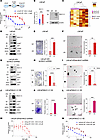LNCaP-ER cells are dependent on MUC1-C for ENZ resistance and self-renewal.