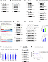 DU-145-DR cells are dependent on the MUC1-C/MYC axis for regulation of glyc