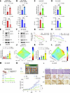 MUC1-C integrates redox balance and the drug-resistant phenotype.