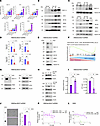 MUC1-C regulates redox balance, the NE phenotype, and drug resistance in H6