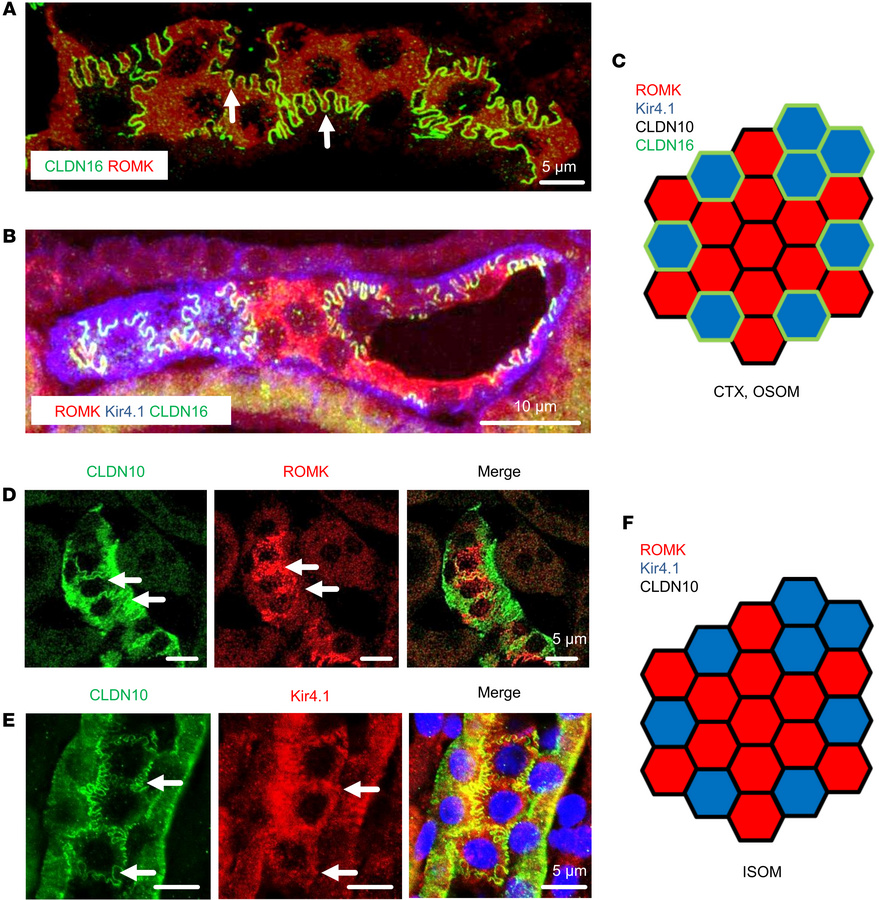 Immunostaining for claudin 10, claudin 16, ROMK, and Kir4.1 in rat kidne...