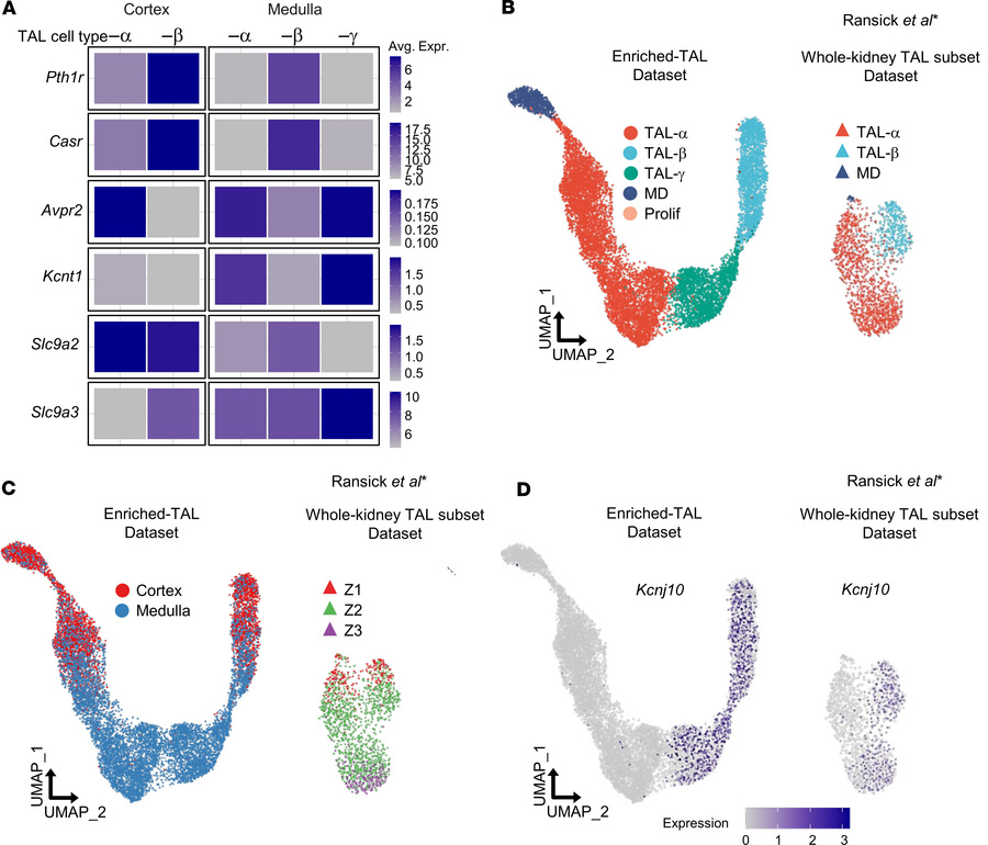 Regional expression of key proteins in TAL cell types and comparative an...