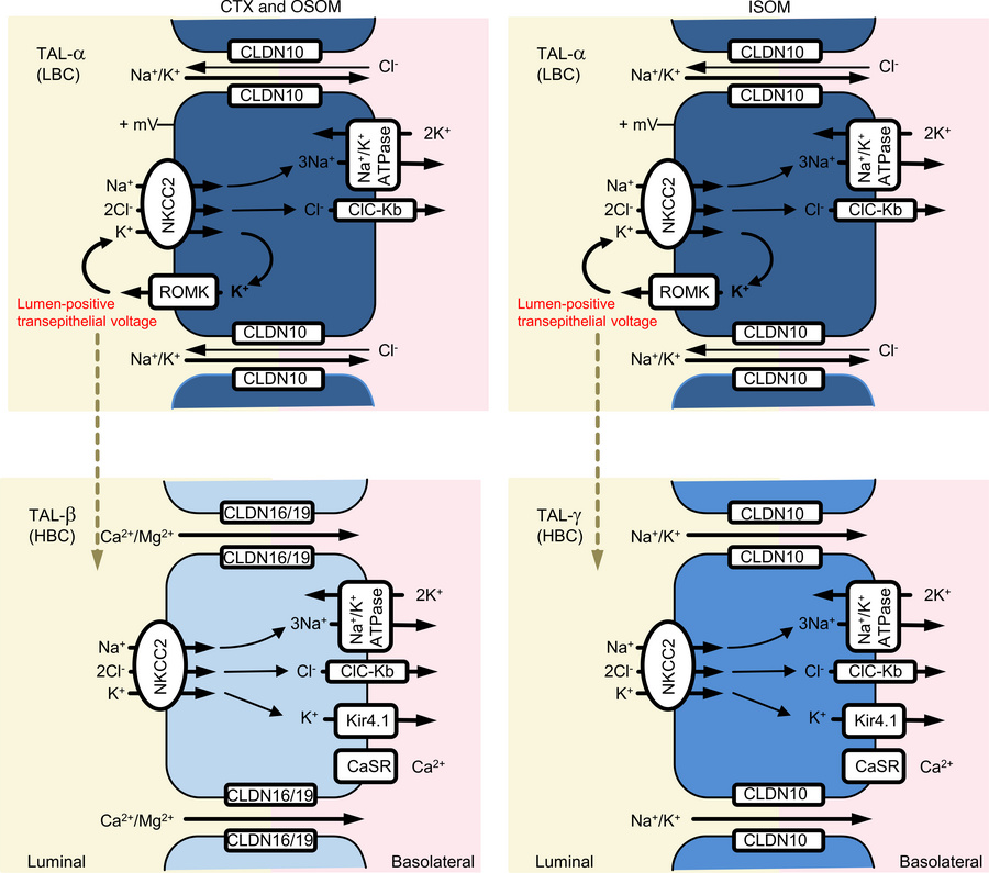 Schematic drawing on cell type heterogeneity along TAL.
Mechanistic mode...