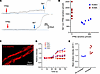 Functional evidence for distinct cell types with or without ROMK activity t