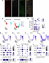 TAL cell diversity revealed by enriched snRNA-Seq analysis in the mouse kid