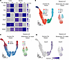 Regional expression of key proteins in TAL cell types and comparative analy