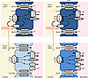 Schematic drawing on cell type heterogeneity along TAL.