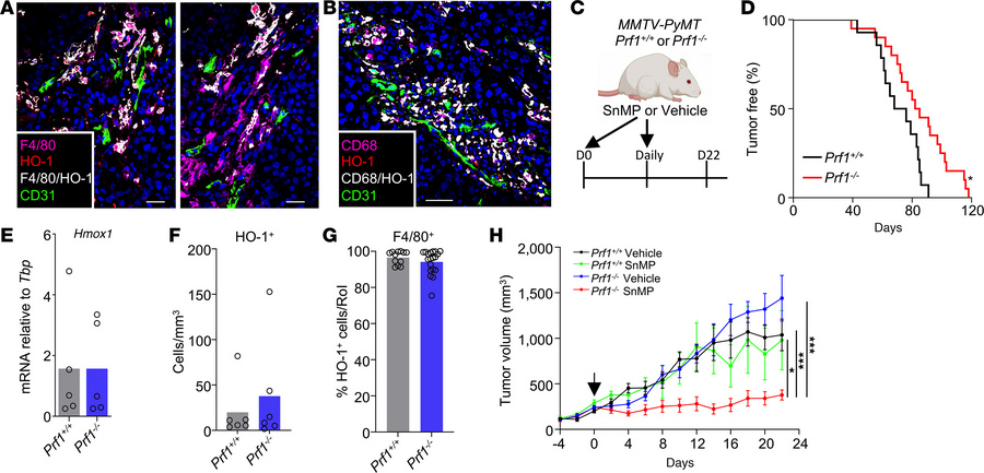 HO activity sustains tumor growth in perforin null MMTV-PyMT mice.
(A) R...