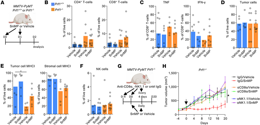 HO activity protects tumors from perforin-independent immunological cont...