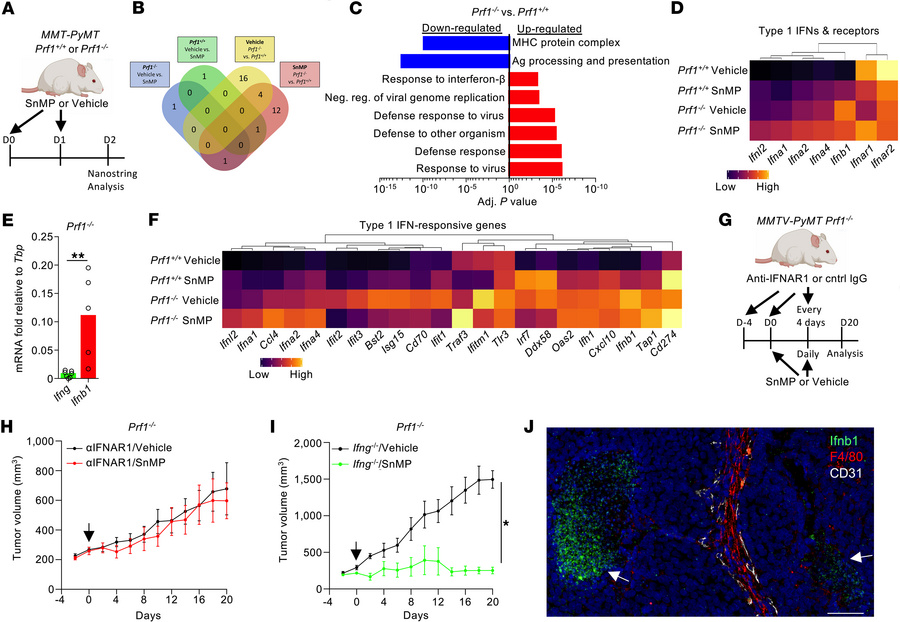 HO inhibition facilitates type I IFN–dependent immunological control of ...