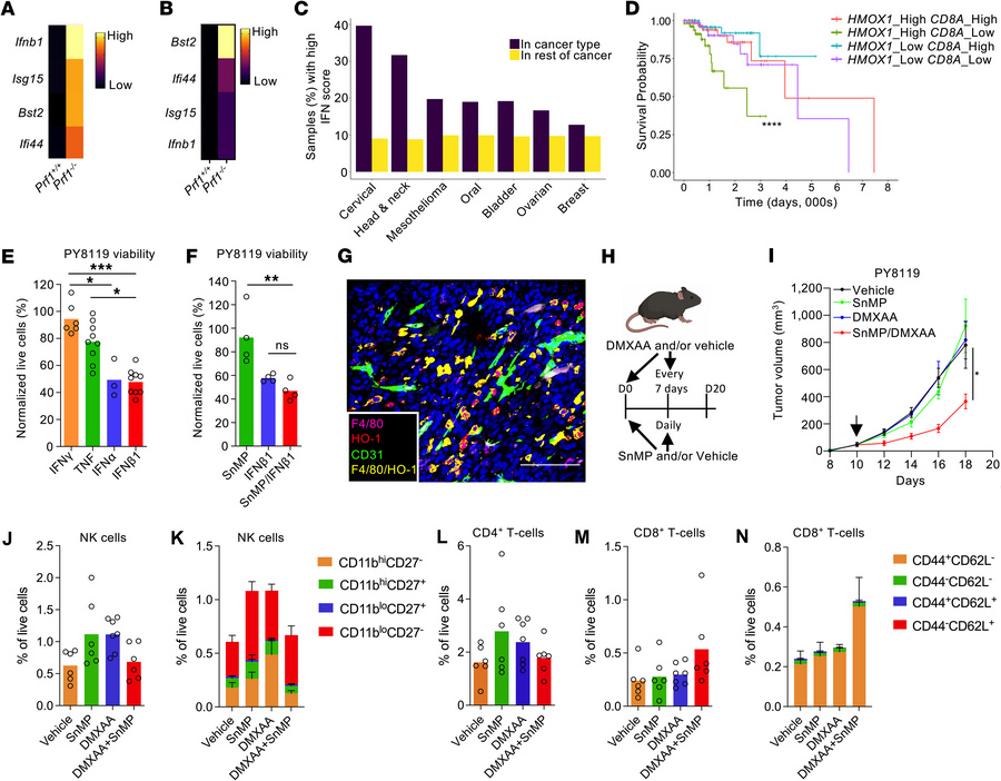 Therapeutically generated type I IFN responses synergize with HO inhibit...