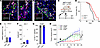 HO activity sustains tumor growth in perforin null MMTV-PyMT mice.
