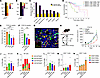 Therapeutically generated type I IFN responses synergize with HO inhibition