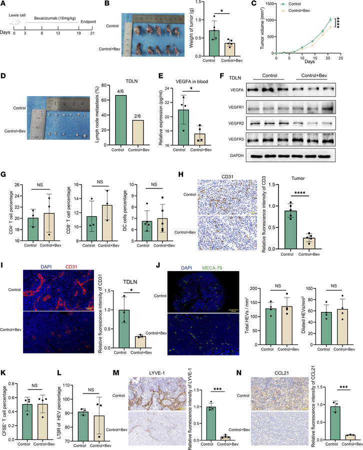 VEGFA was not involved in HEV dedifferentiation and lymphocyte homing.
(...