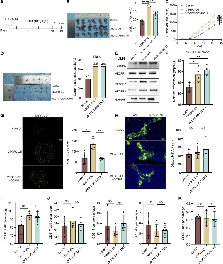 VEGFC promotes HEV proliferation in TDLN.
(A) DC101 treatment protocol. ...