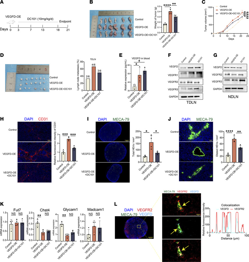 VEGFD induces HEV dilation in TDLN.
(A) DC101 treatment protocol. (B) Tu...