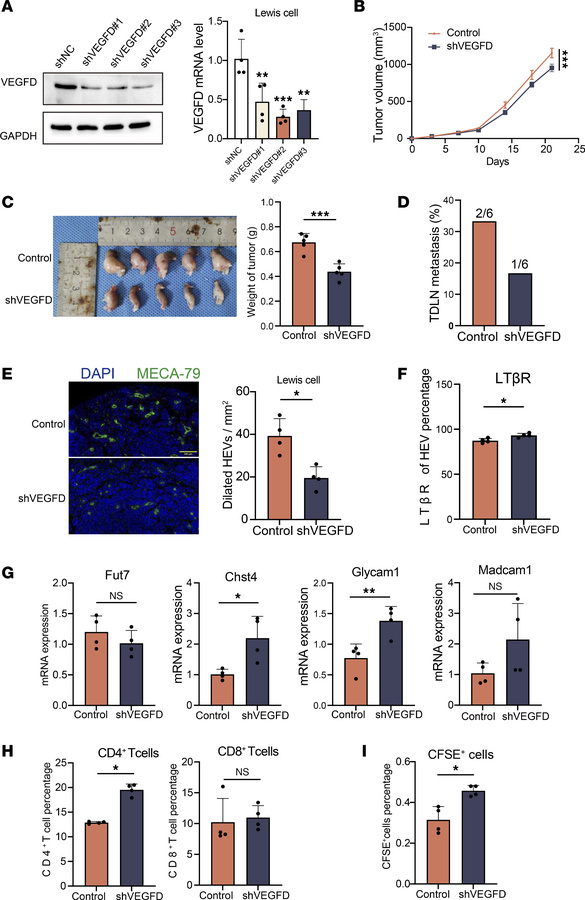 Knockdown of VEGFD promotes HEV maturation and lymphocyte homing.
(A) We...