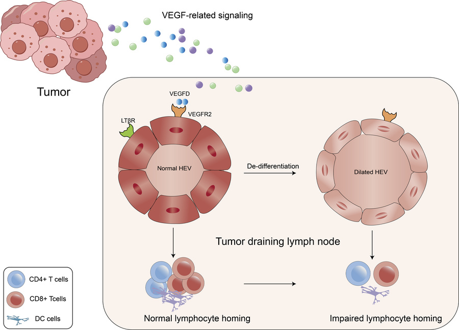 graphical abstract