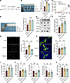 VEGFC promotes HEV proliferation in TDLN.