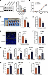 Knockdown of VEGFD promotes HEV maturation and lymphocyte homing.