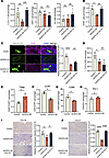VEGFD/VEGFR2 axis regulates lymphocyte homing of HEV.